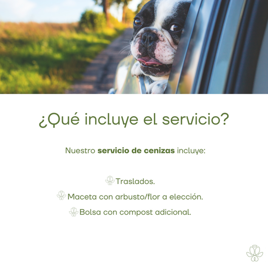 Servicio de Cenizas
